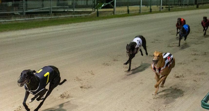 Greyhound racing, Simulcasting, New Hampshire, Connecticut 